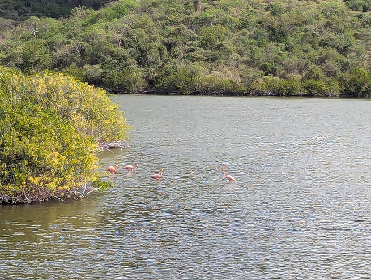 American Flamingo - ML633228369