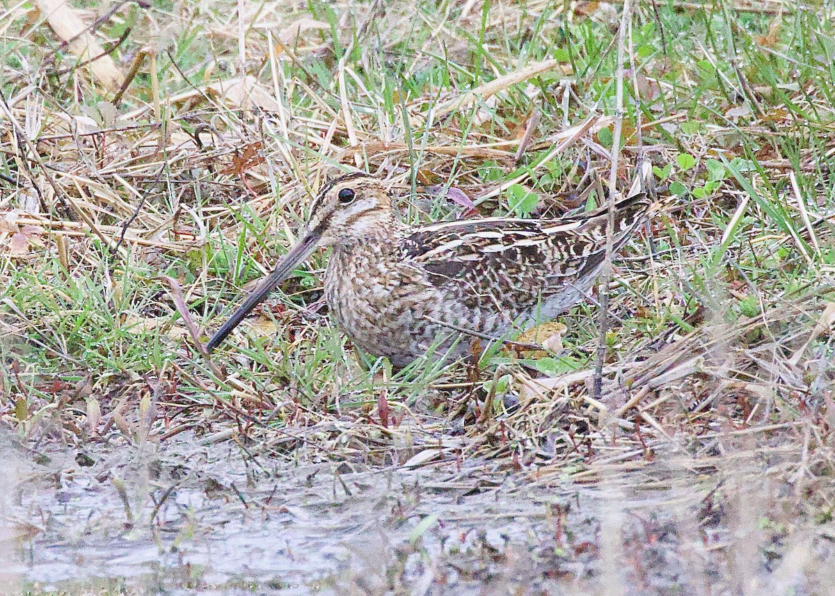 Wilson's Snipe - ML633228377