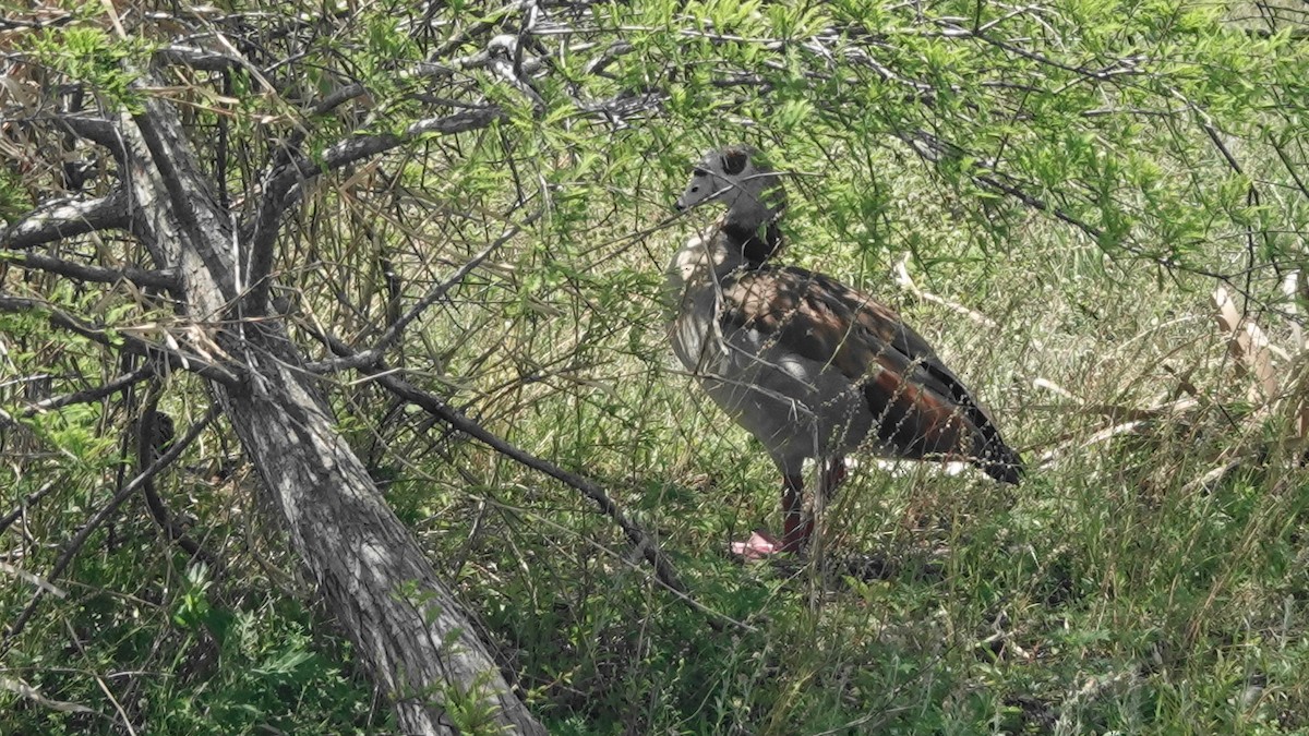 Egyptian Goose - ML633228422