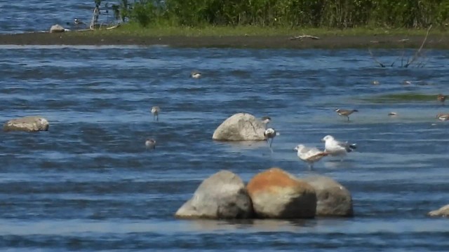American Avocet - ML633228716
