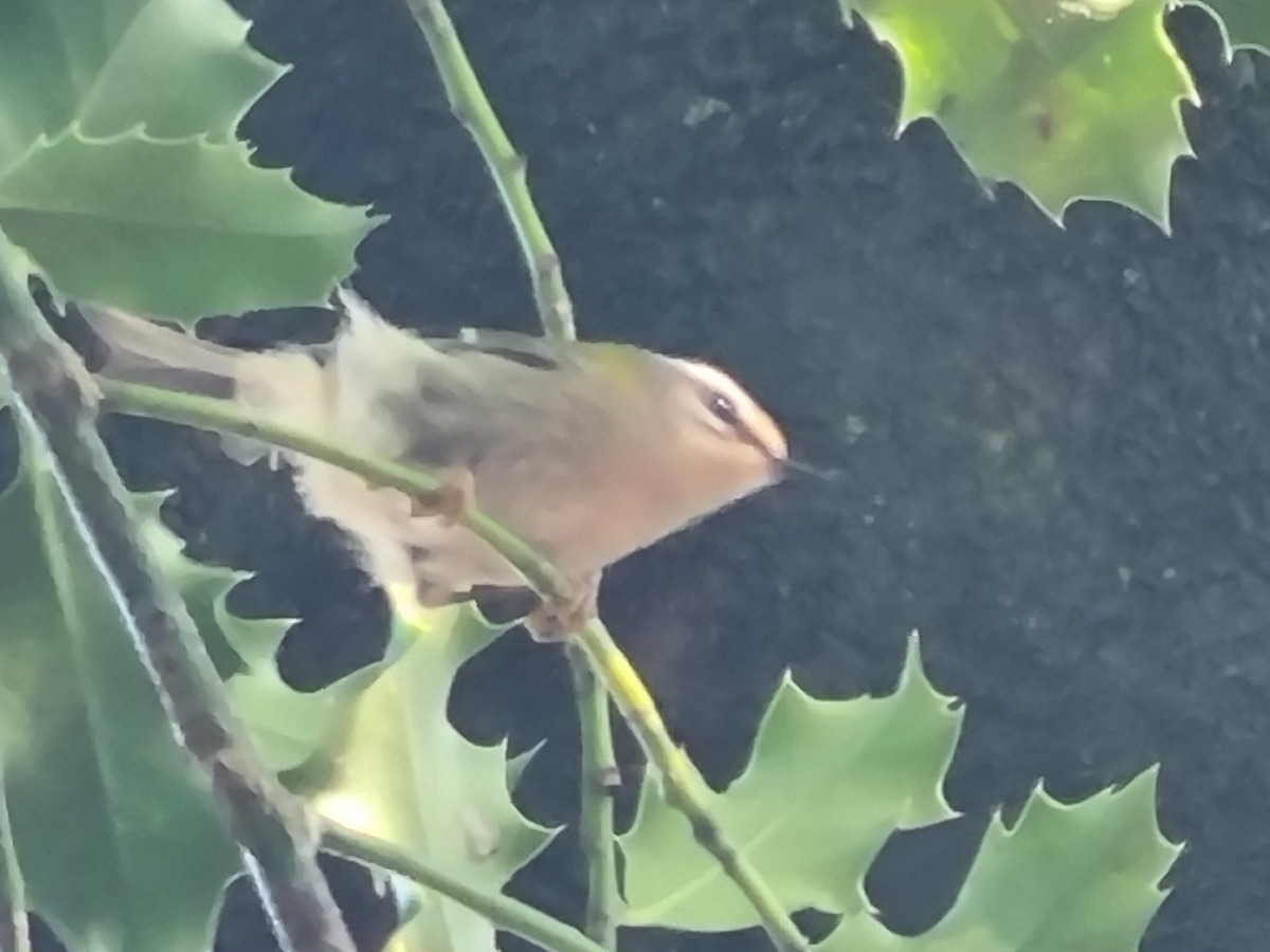 králíček ohnivý - ML633228822