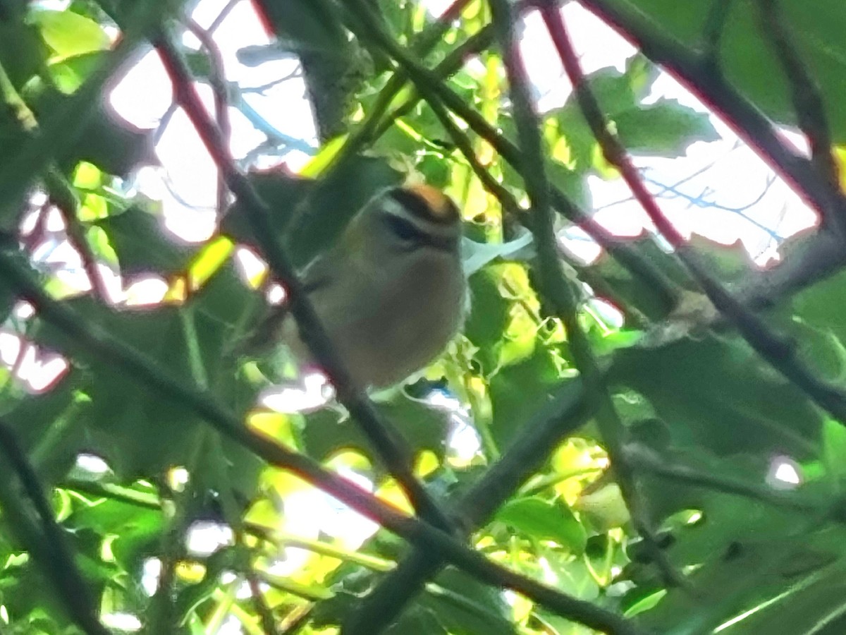 králíček ohnivý - ML633228823