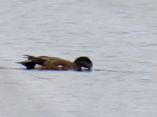 American Wigeon - ML633228875