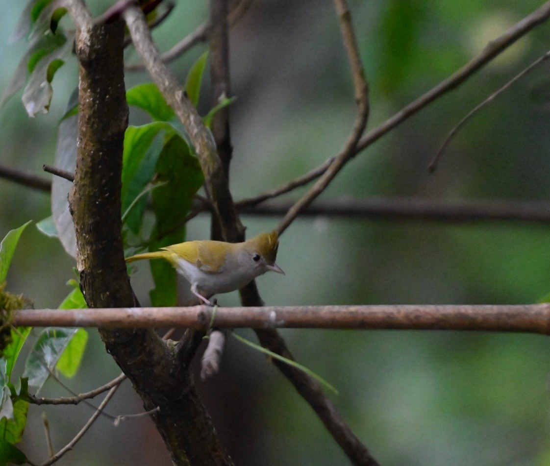 White-bellied Erpornis - ML633228916