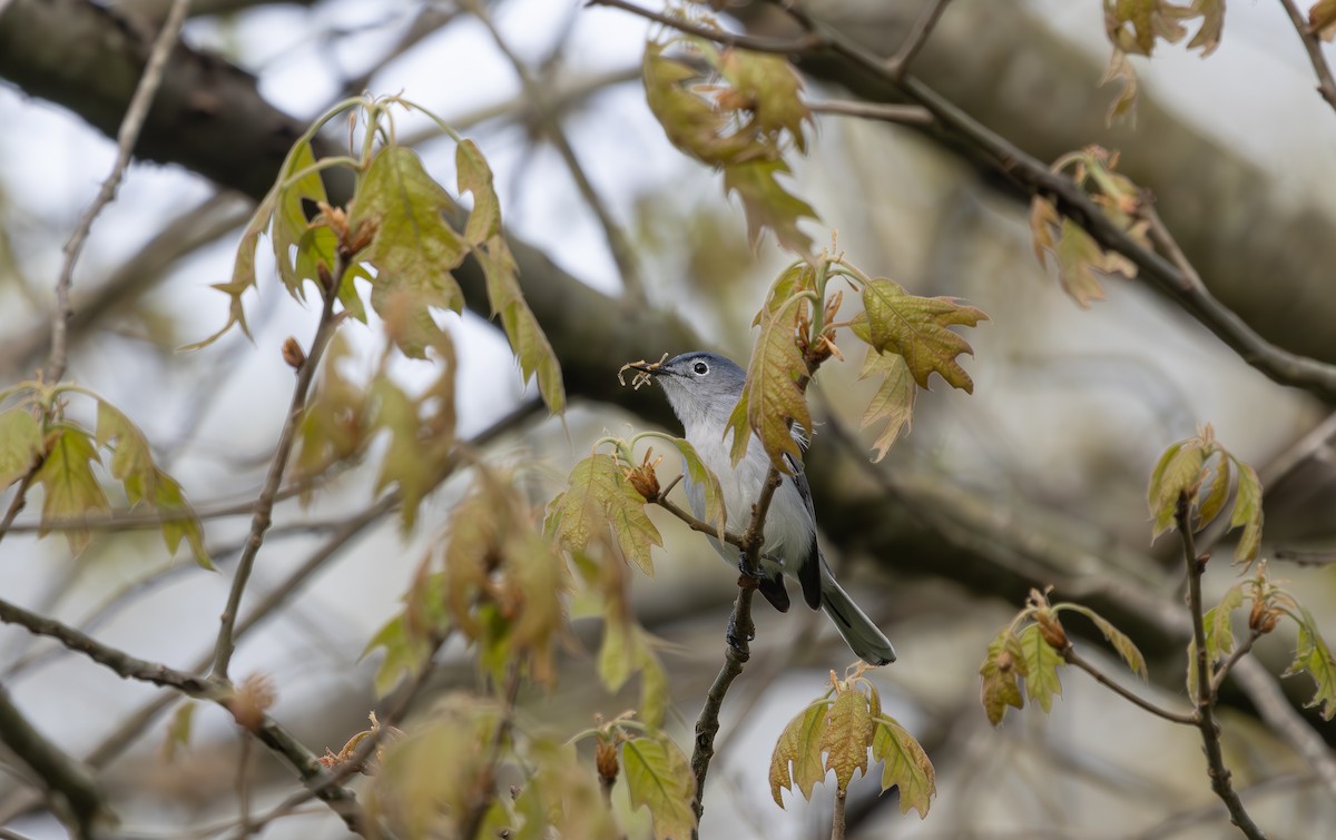 Blue-gray Gnatcatcher - ML633228926