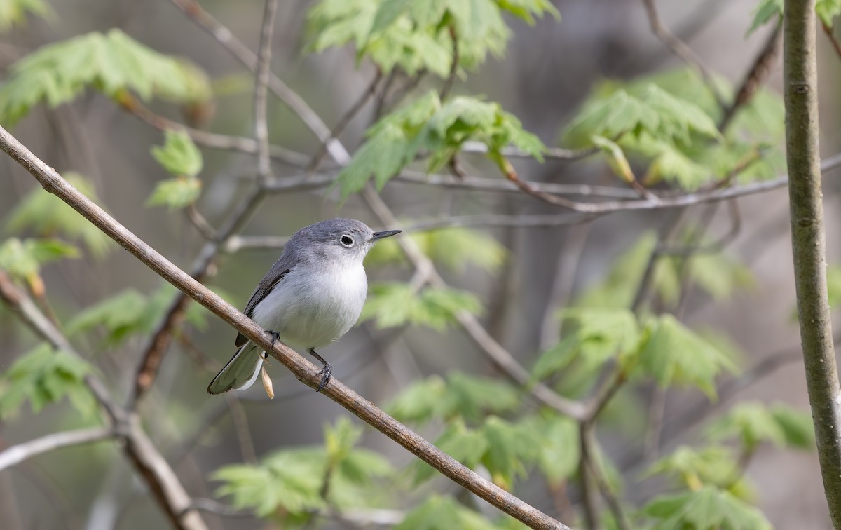 Blue-gray Gnatcatcher - ML633228927