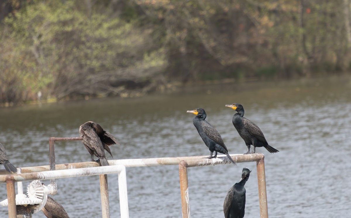 Double-crested Cormorant - ML633228963