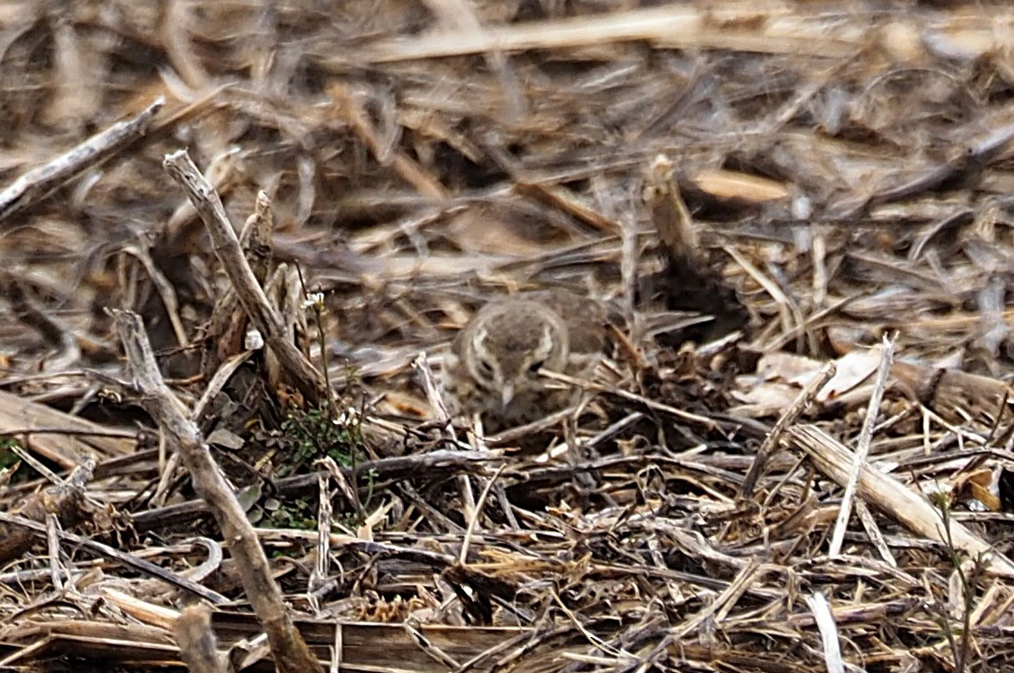 American Pipit - ML633229128
