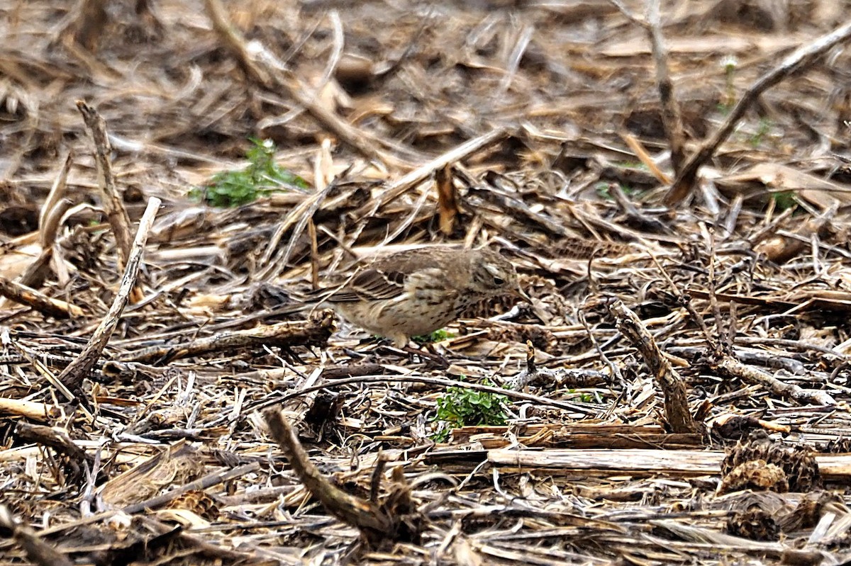 American Pipit - ML633229148