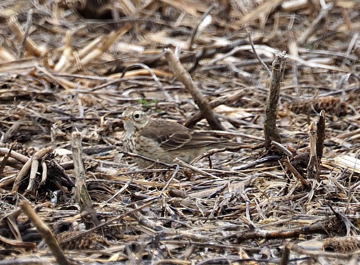 American Pipit - ML633229164