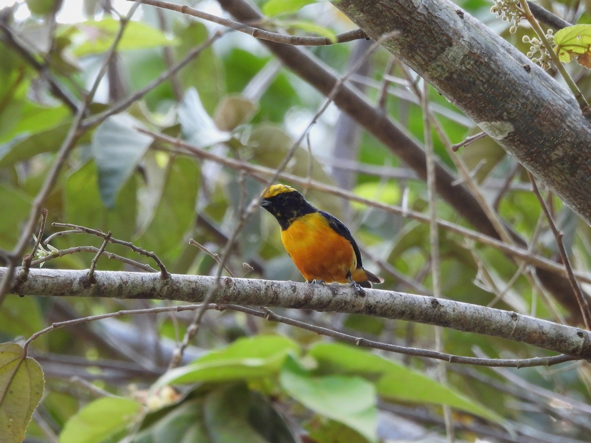 Orange-crowned Euphonia - ML633229231