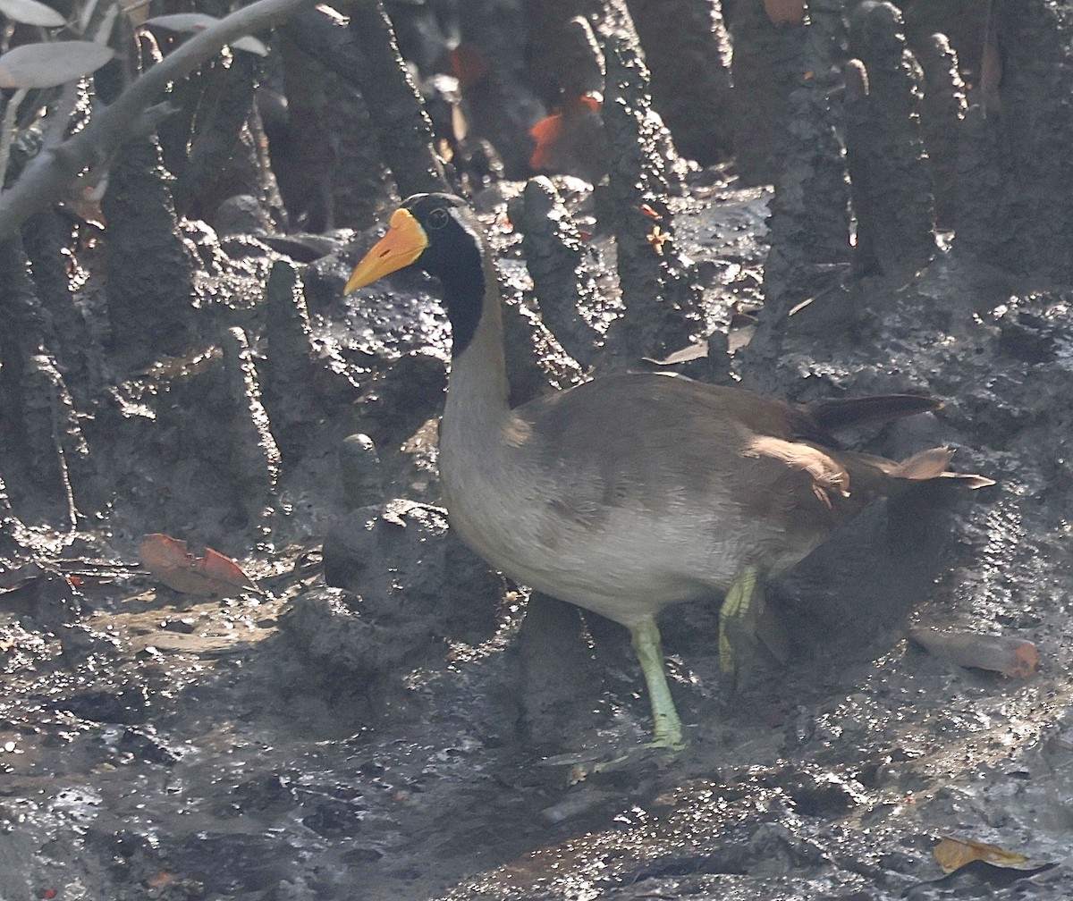 Masked Finfoot - ML633229254