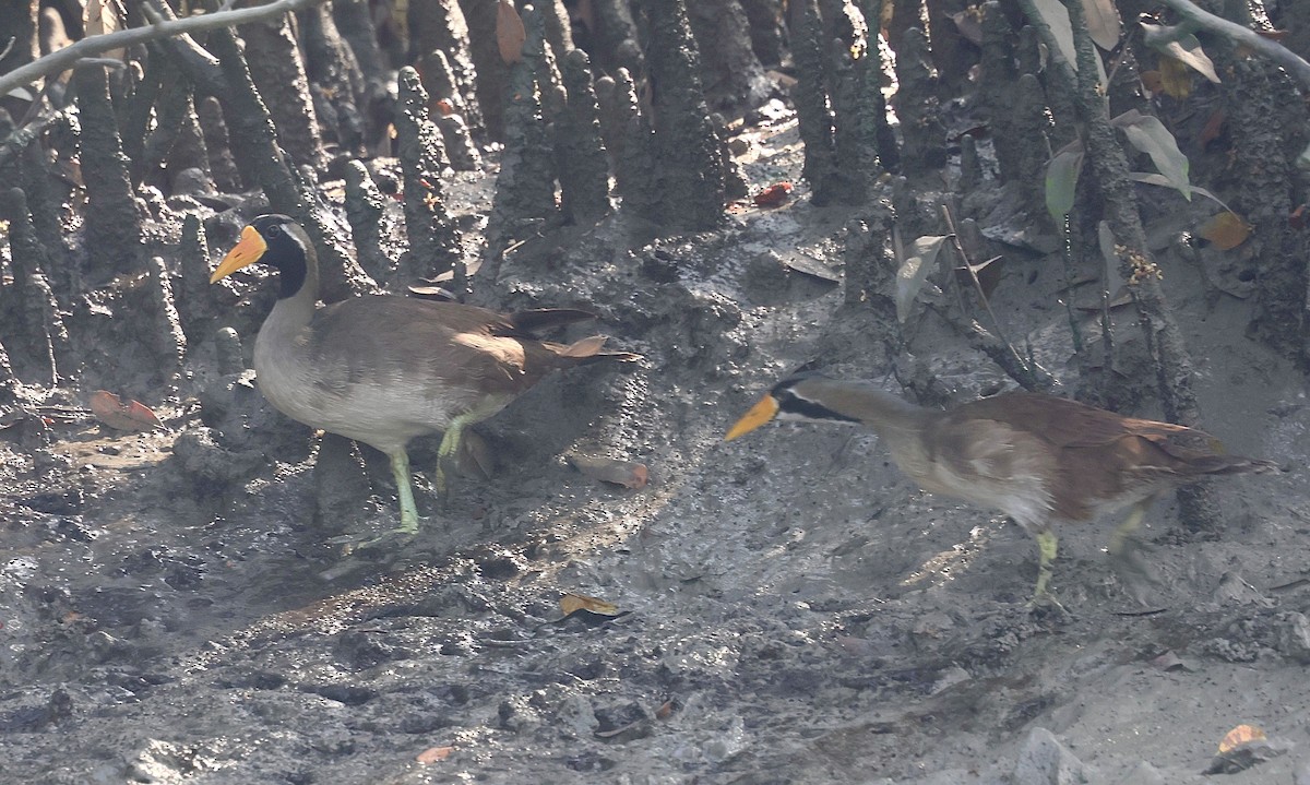 Masked Finfoot - ML633229255