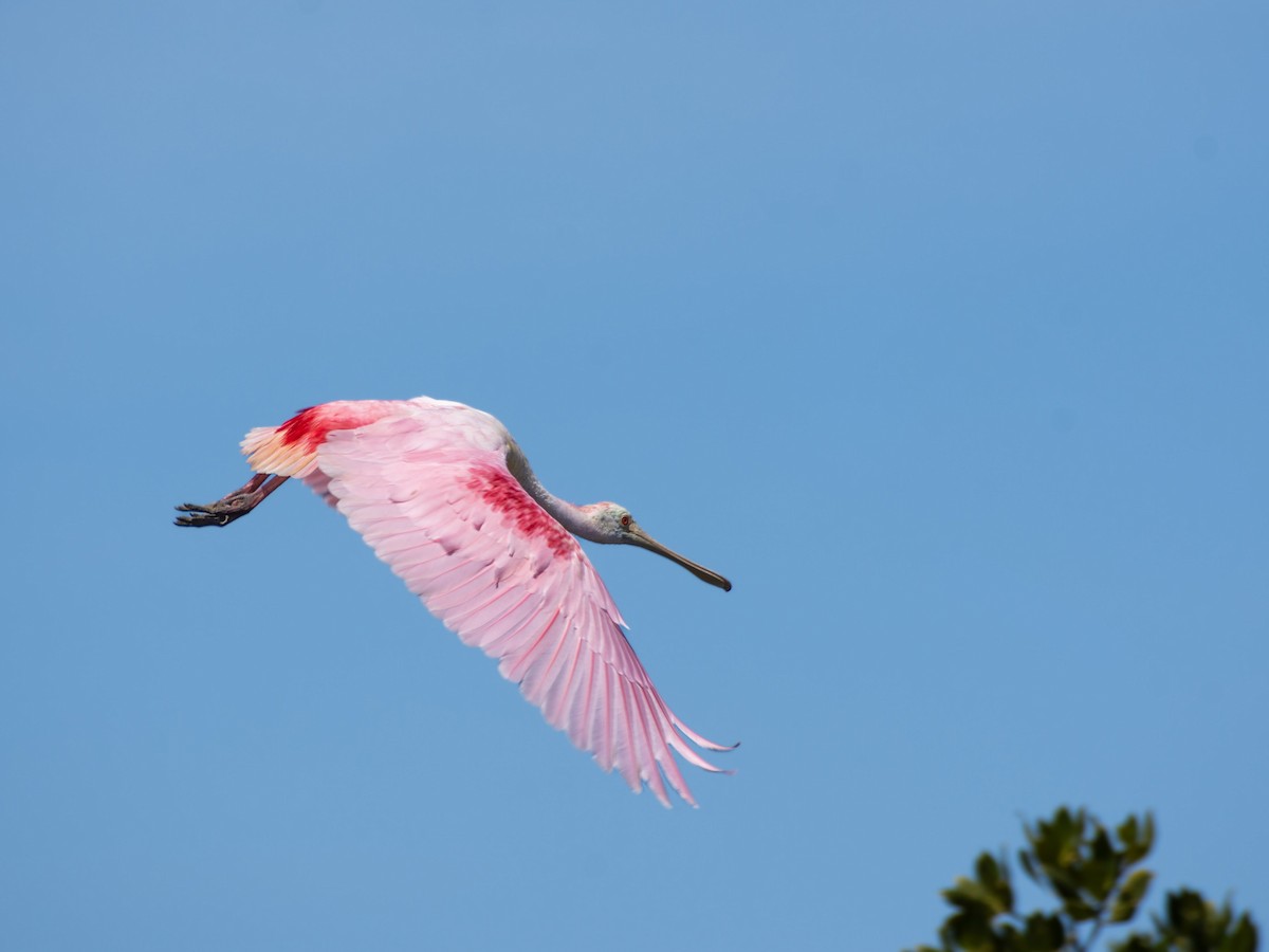 Roseate Spoonbill - ML633229385