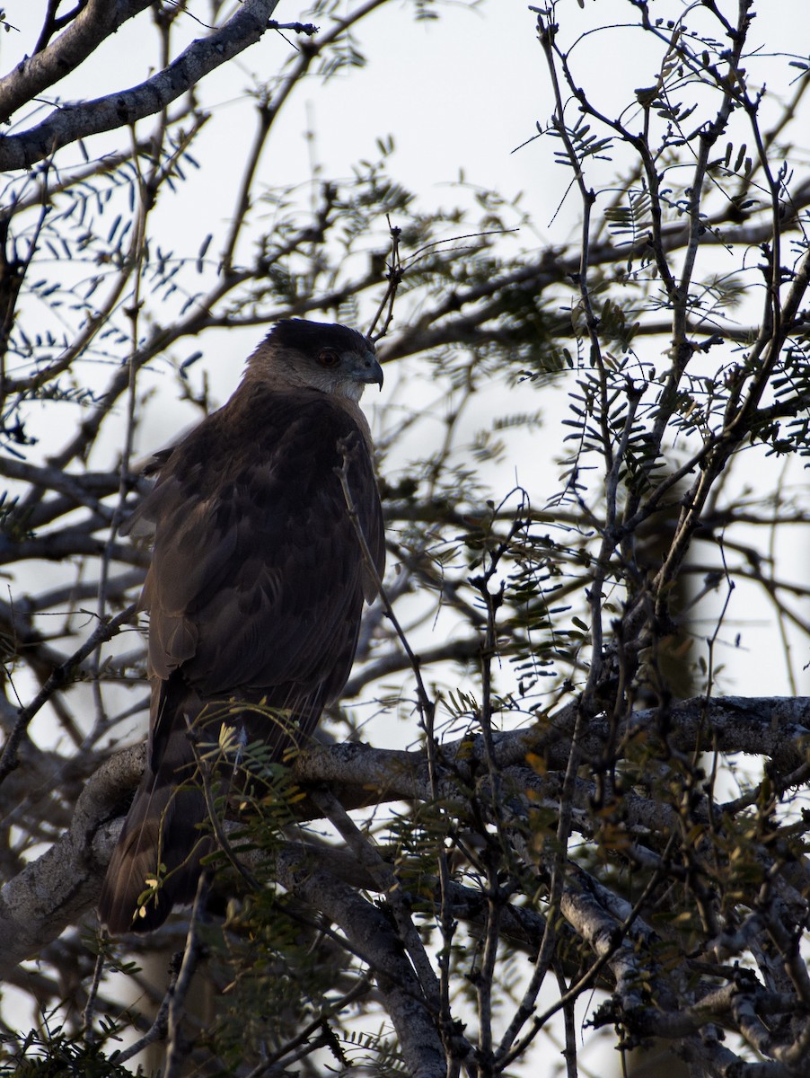 Cooper's Hawk - ML633229396