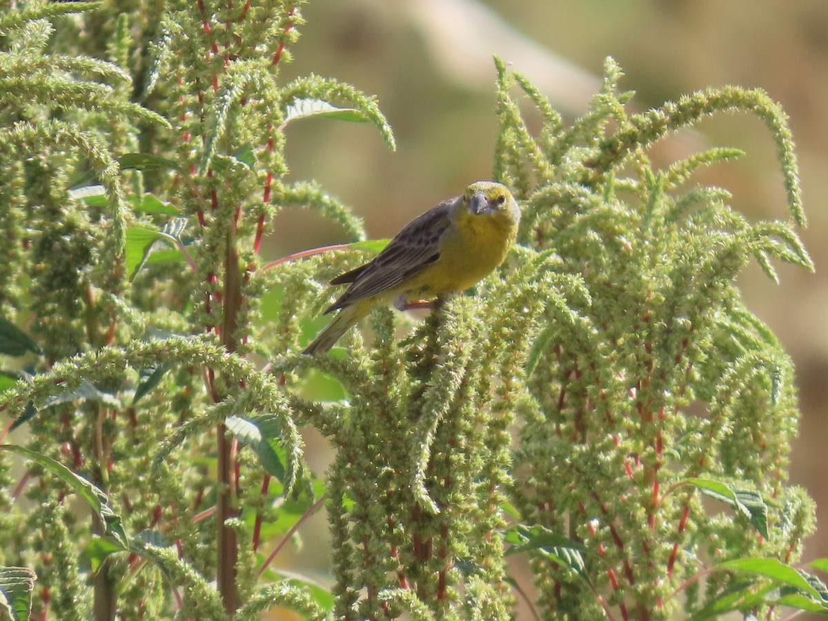 Raimondi's Yellow-Finch - ML633229506