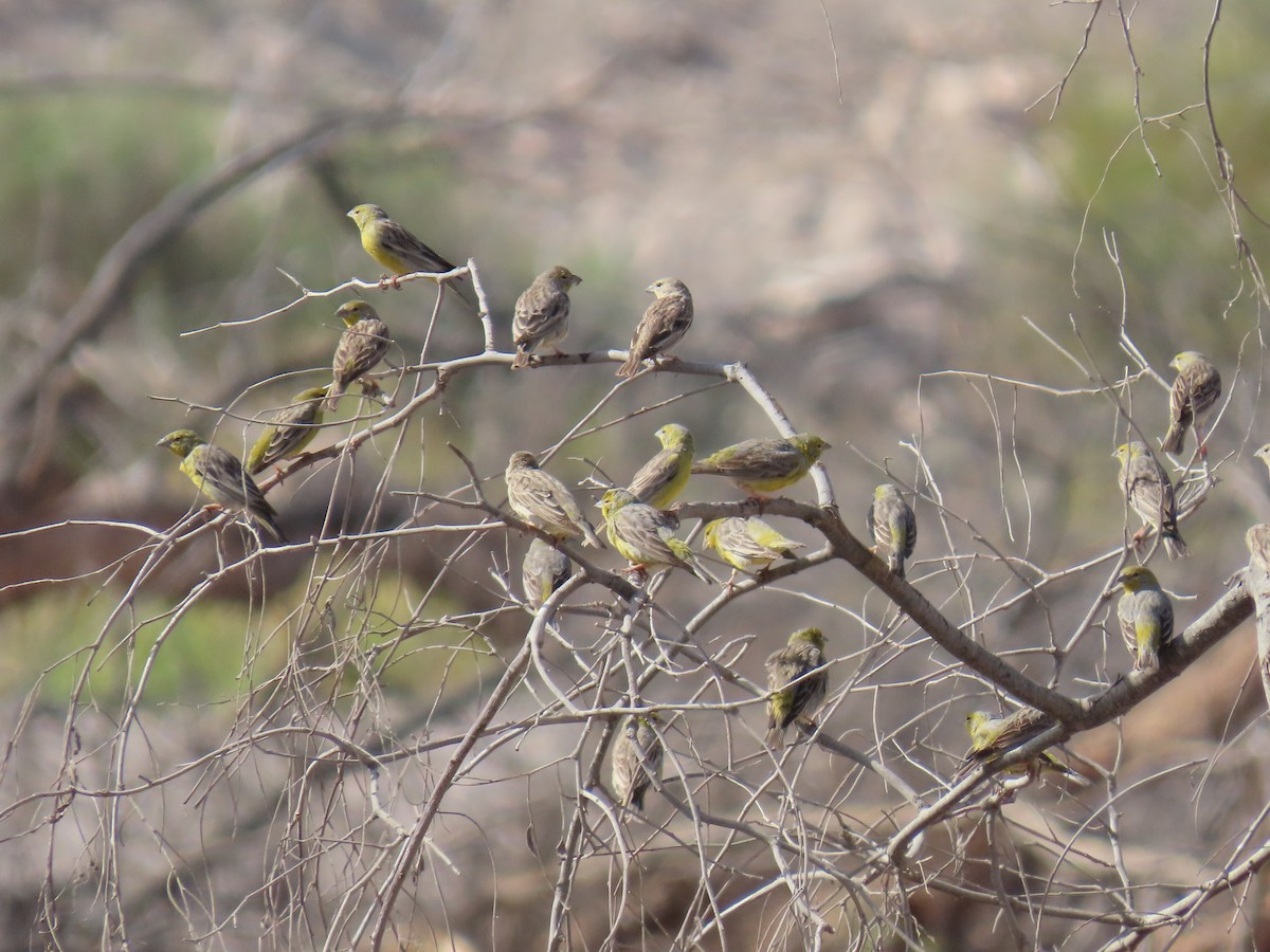 Raimondi's Yellow-Finch - ML633229508