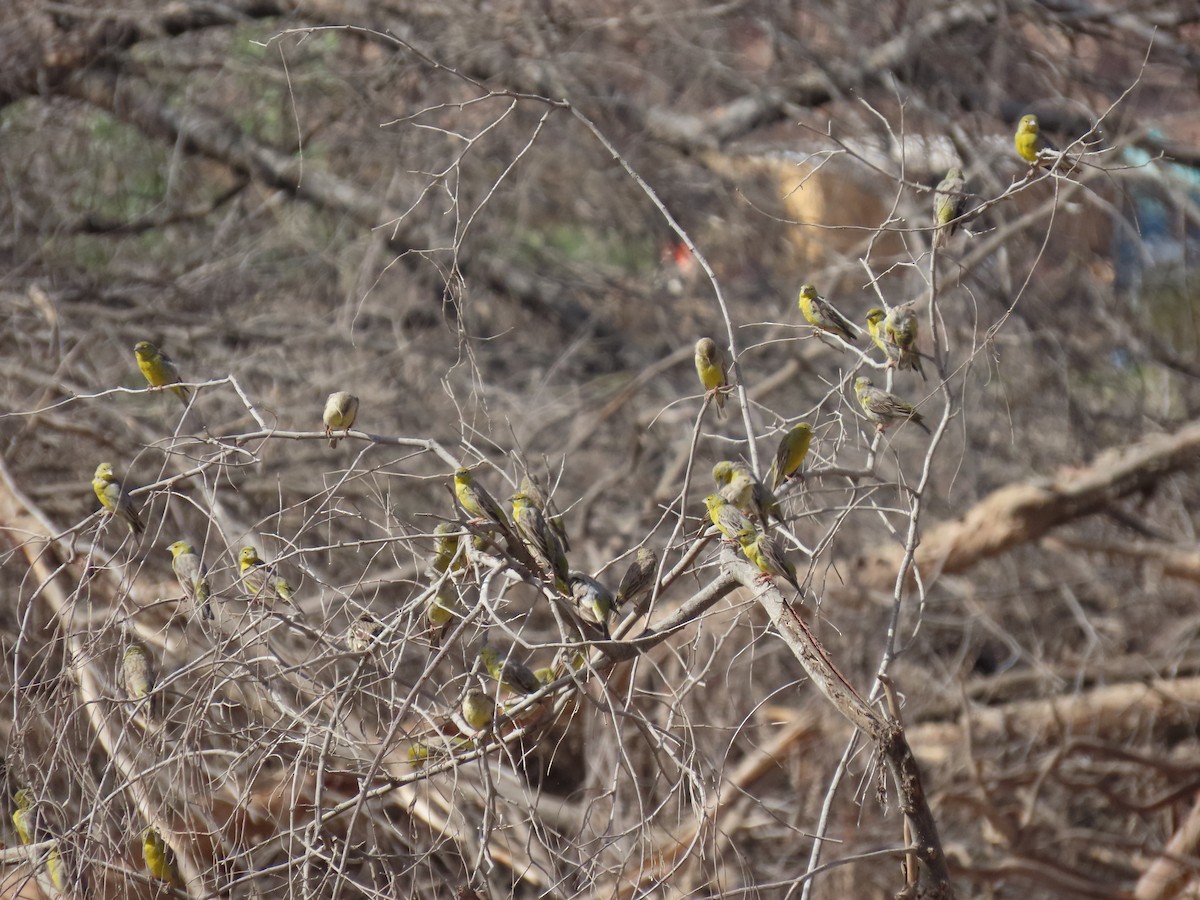 Raimondi's Yellow-Finch - ML633229510