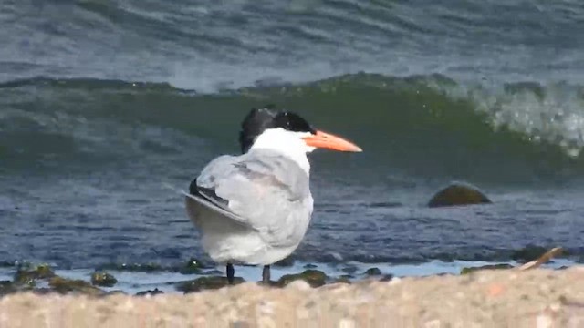 Caspian Tern - ML633229783