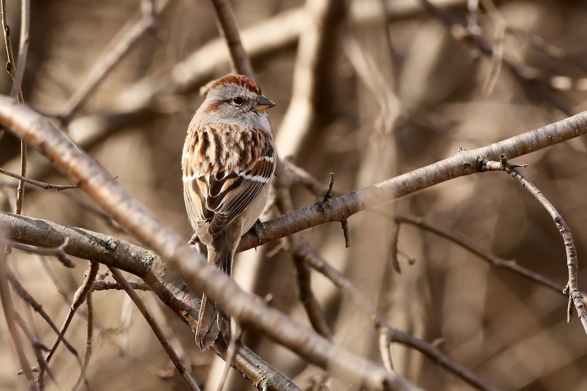 American Tree Sparrow - ML633229879