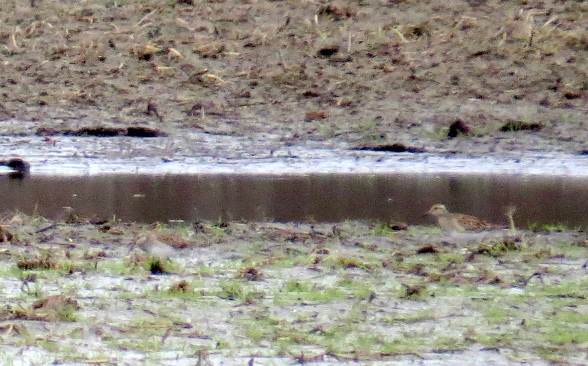 美洲尖尾濱鷸 - ML633229897