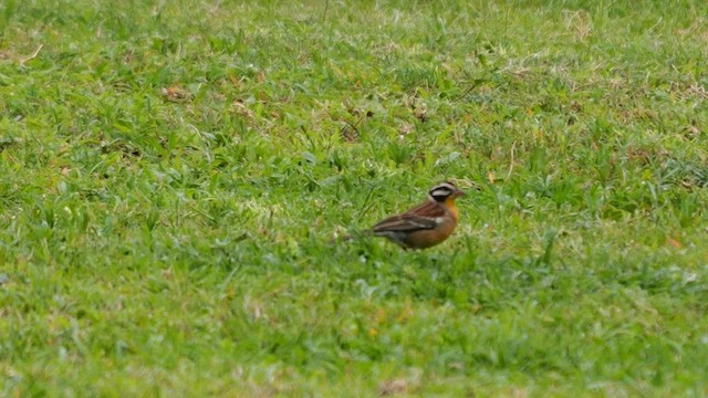 Golden-breasted Bunting - ML633229898