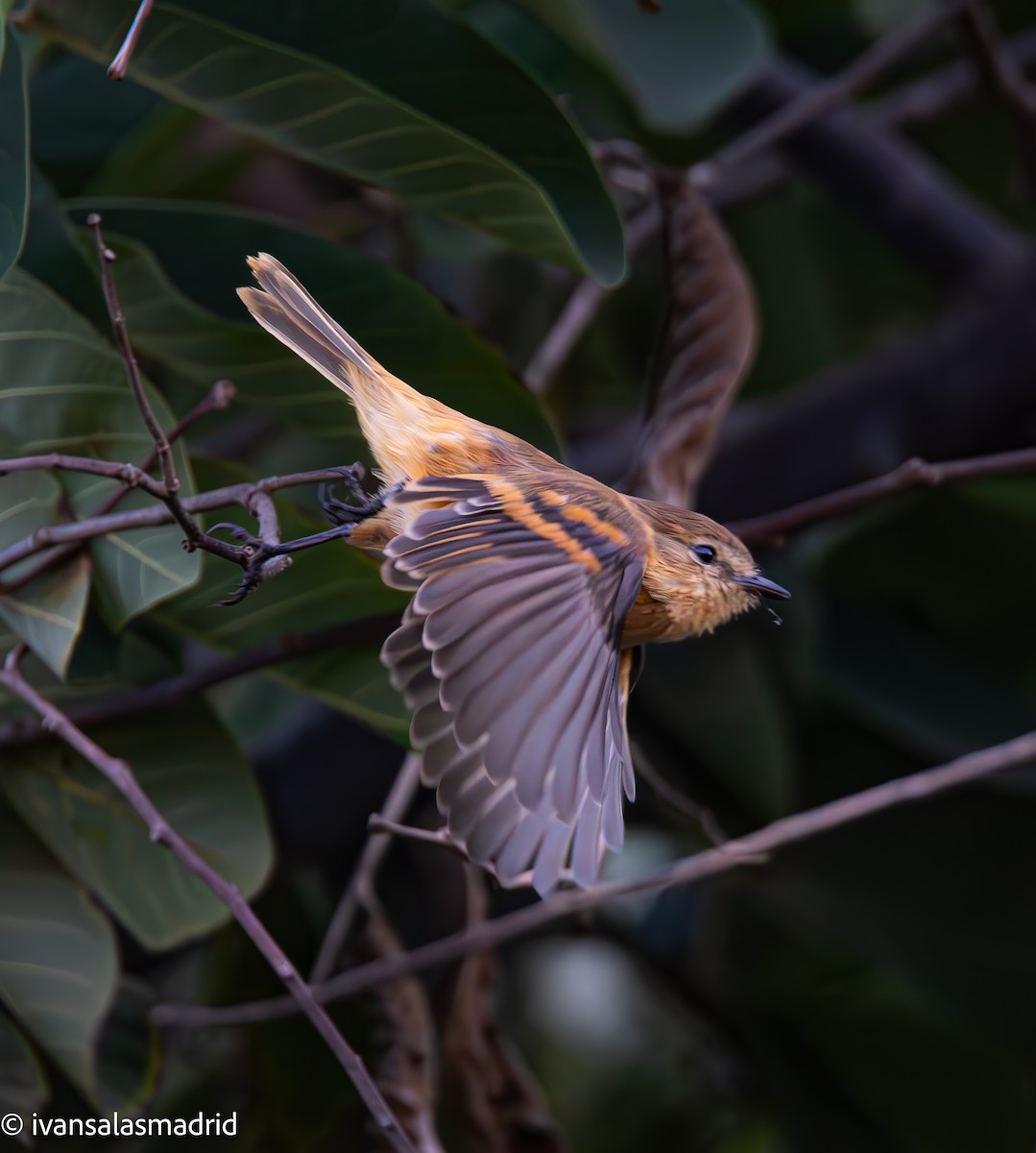Rufescent Flycatcher - ML633230004