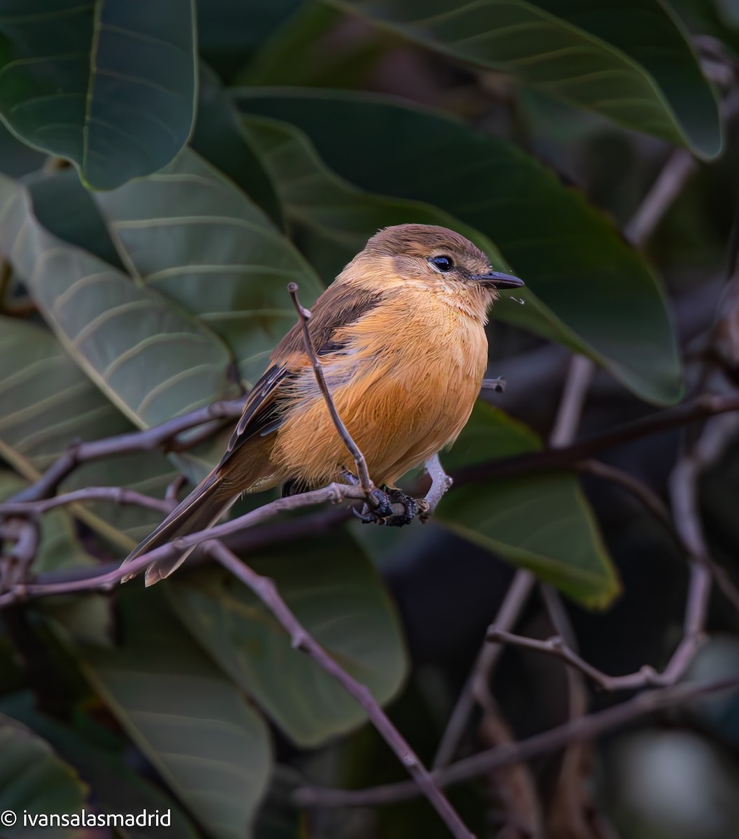 Rufescent Flycatcher - ML633230009