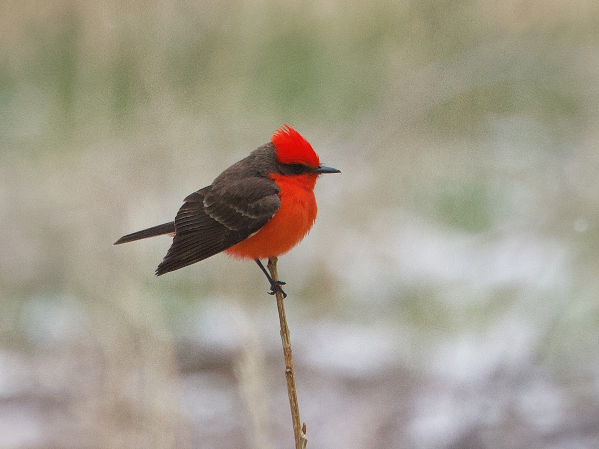 eBird Checklist - 5 Apr 2025 - Apple Valley Rd. - 7 species