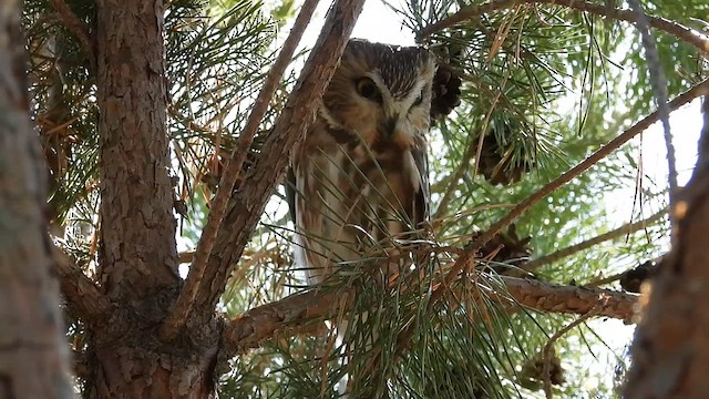 Northern Saw-whet Owl - ML633230325