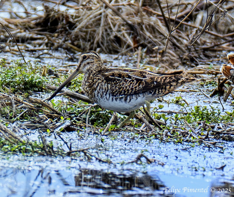 Wilson's Snipe - ML633230334
