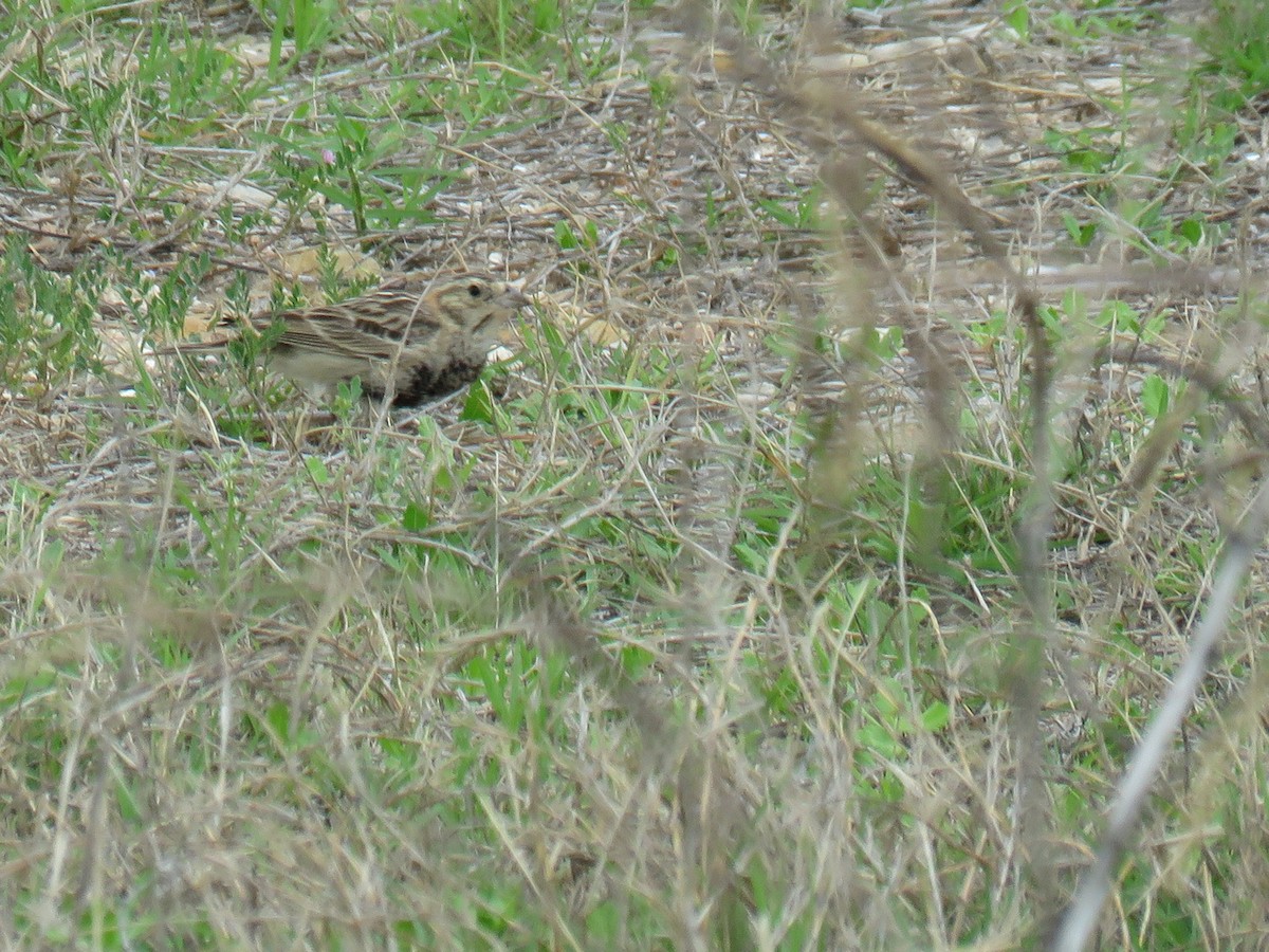 Chestnut-collared Longspur - ML633230354