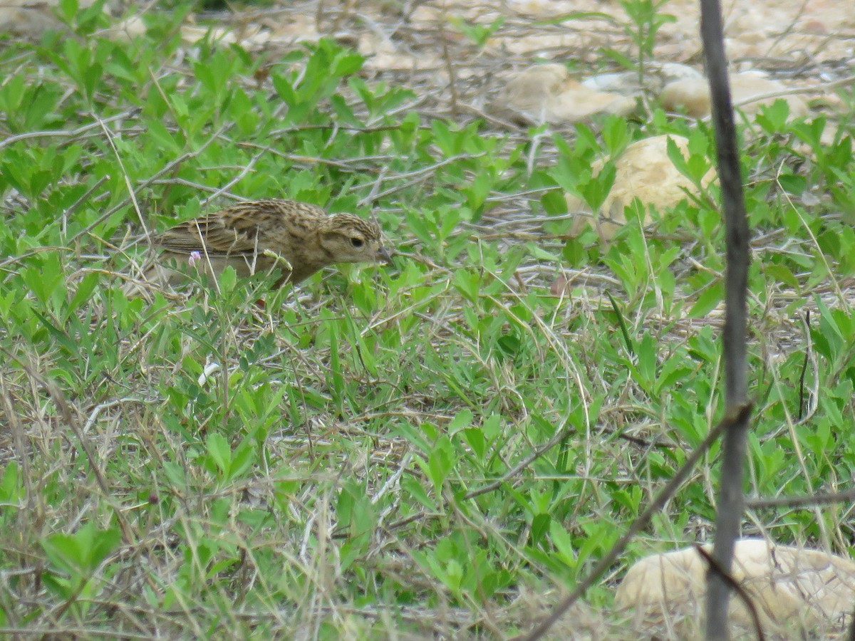Chestnut-collared Longspur - ML633230355