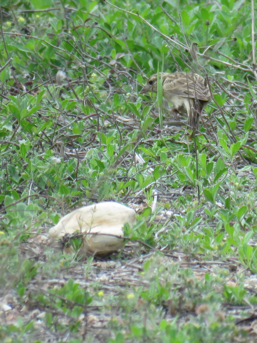Chestnut-collared Longspur - ML633230356