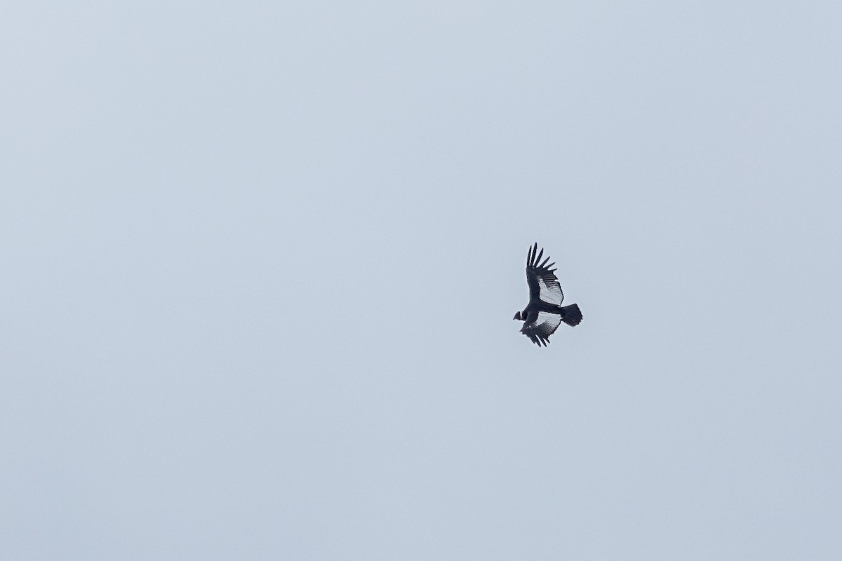 Andean Condor - ML633230456