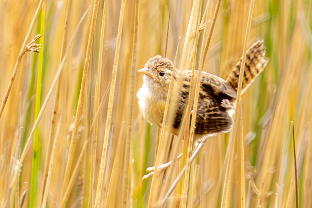 Grass Wren (Paramo) - ML633230558
