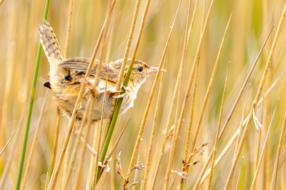 Grass Wren (Paramo) - ML633230559