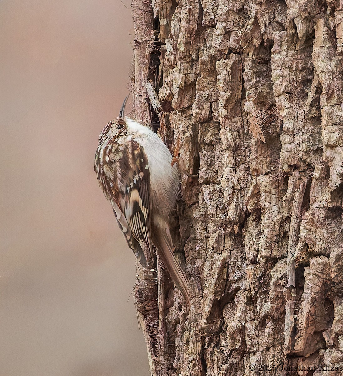 Brown Creeper - ML633230592