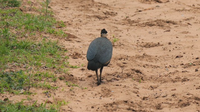 Southern Crested Guineafowl - ML633230618