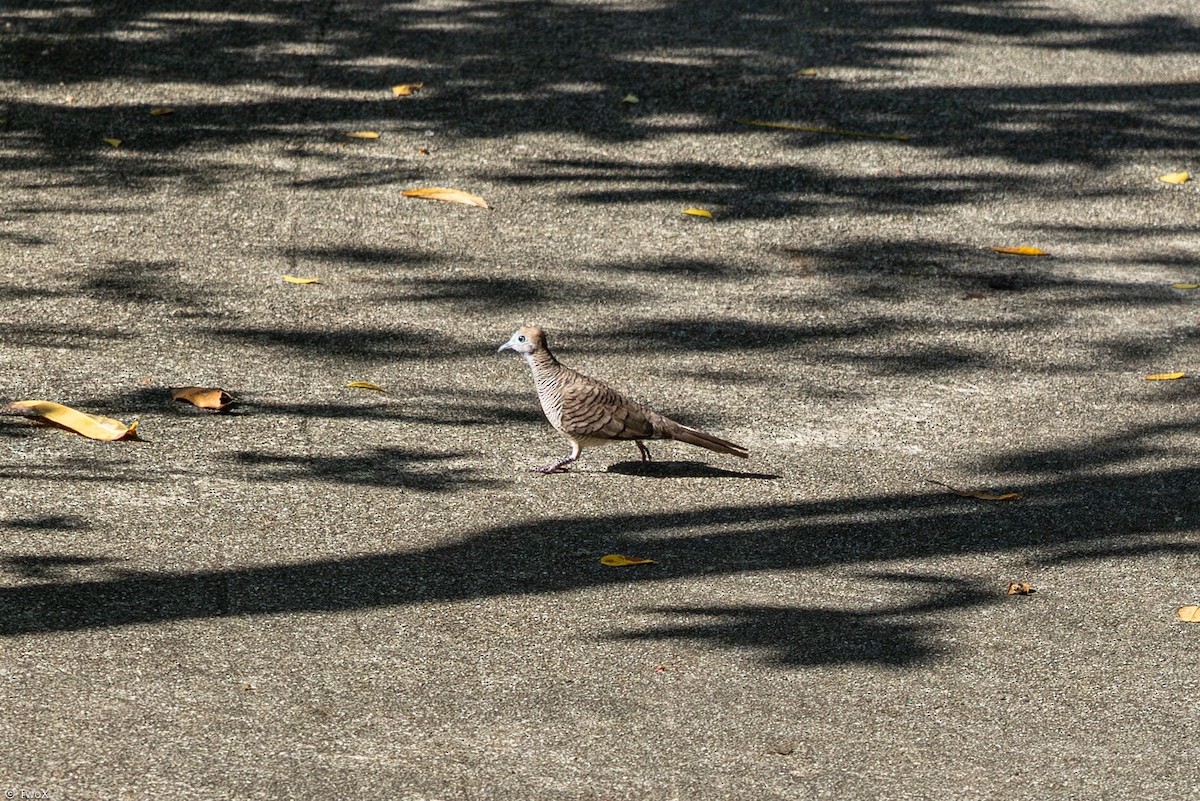 Zebra Dove - ML633230672