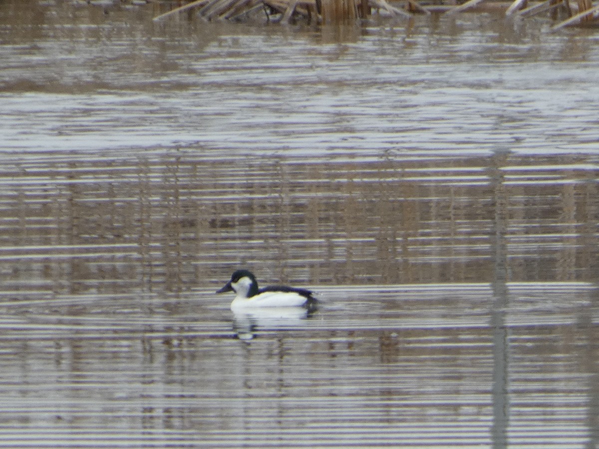 Bufflehead x Common Goldeneye (hybrid) - ML633230674