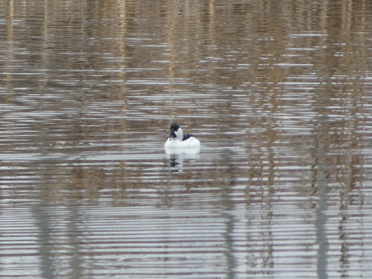 Bufflehead x Common Goldeneye (hybrid) - ML633230675