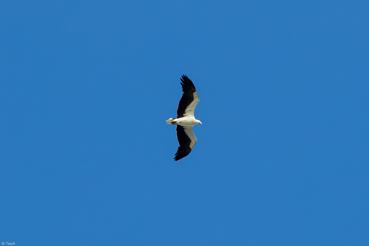 White-bellied Sea-Eagle - ML633230687