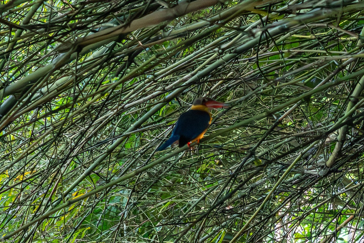 Stork-billed Kingfisher - ML633230705