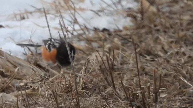 Spotted Towhee - ML633230757