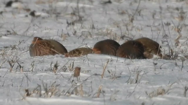 Gray Partridge - ML633231153