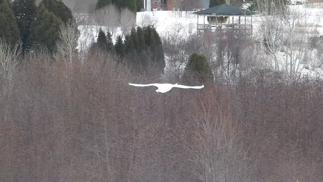 Trumpeter Swan - ML633231195