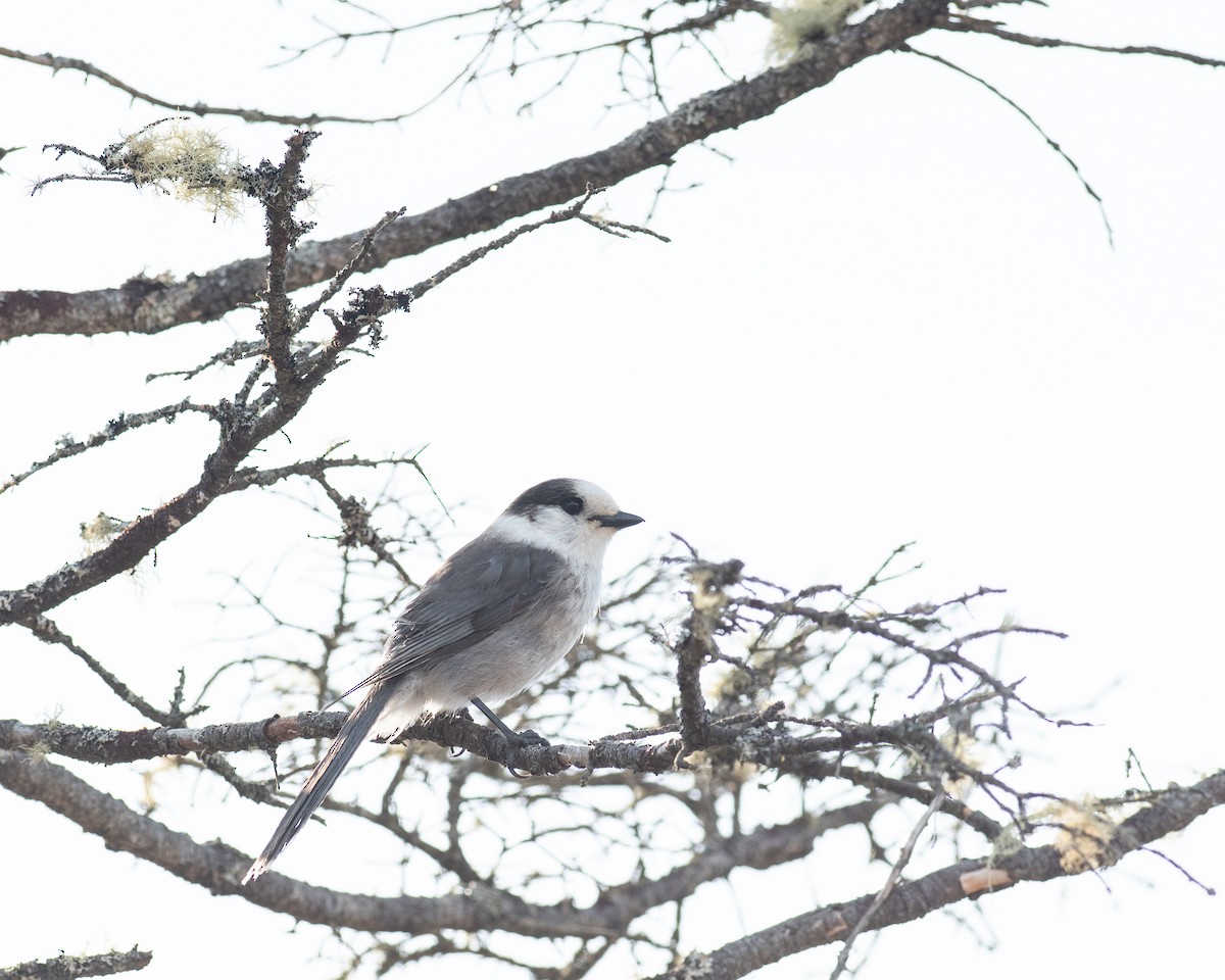 Kanada Kargası - ML633231210