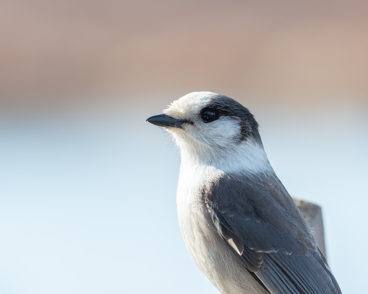 Kanada Kargası - ML633231211