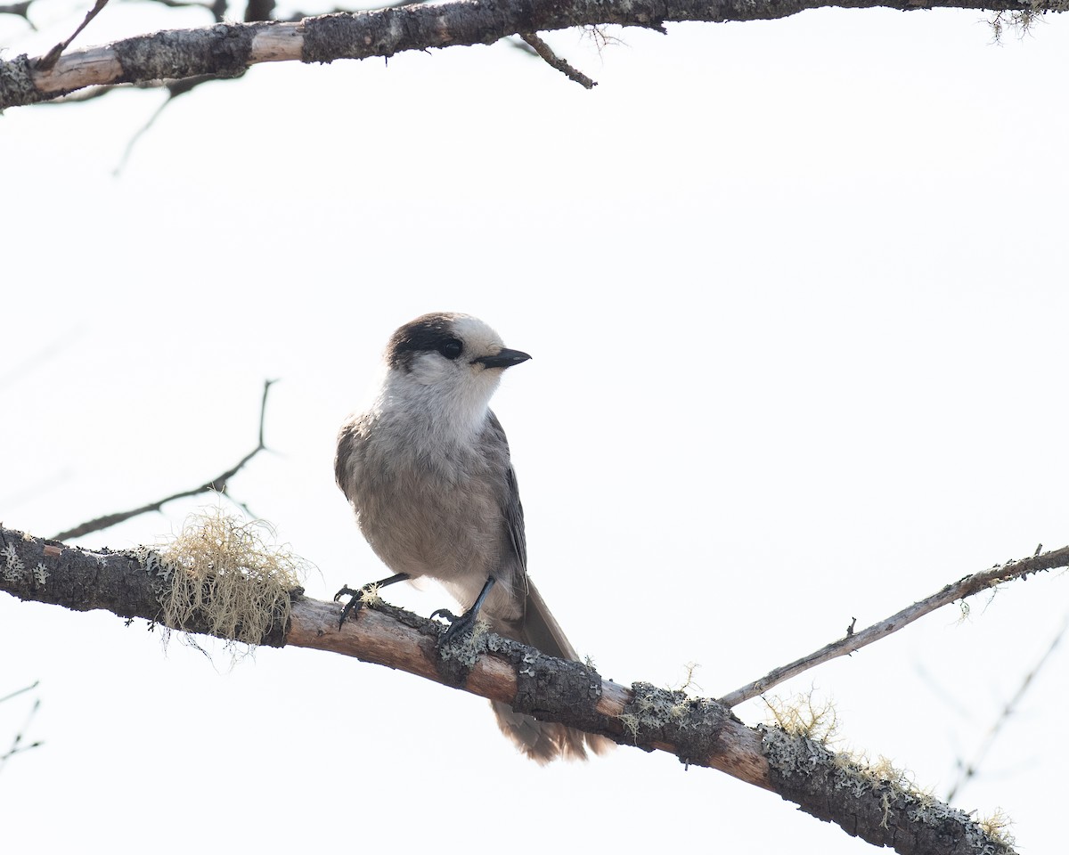 Kanada Kargası - ML633231212